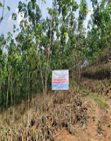 Tesla Padma Image, Kerala